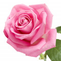 Peony and Rose