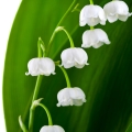 Aldehydes and Lily