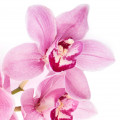 Cactus and Orchid