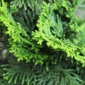Olibanum