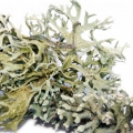 Oakmoss and Cedar