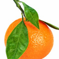 Mint and Mandarin Orange